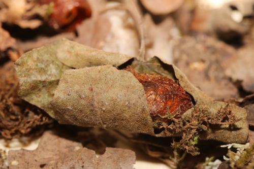 Cimbex quadrimaculatus